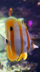 Les poissons, source d'inspiration pour les militaires