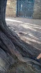 Investigan un atentado ritual contra el tejo milenario de San Cristóbal