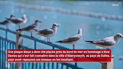 'Huw Davies. Taxidermiste et amateur de jurons a vécu ici' : L’homme qui a dit aux mouettes d’aller ‘se faire fou***’ obtient une plaque lui rendant hommage