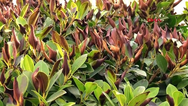 Les arbres s'assèchent à Osmaniye en raison du temps chaud