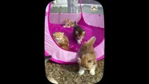 so cute and adorable  kittens _ Part 33