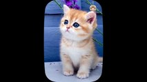 Cute little cat  animals 2023 _ Part 31