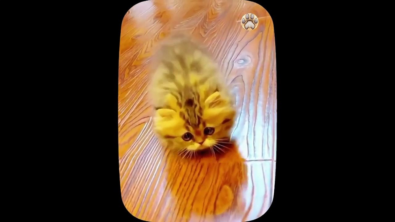 Cute little cat  animals 2023 _ Part 35