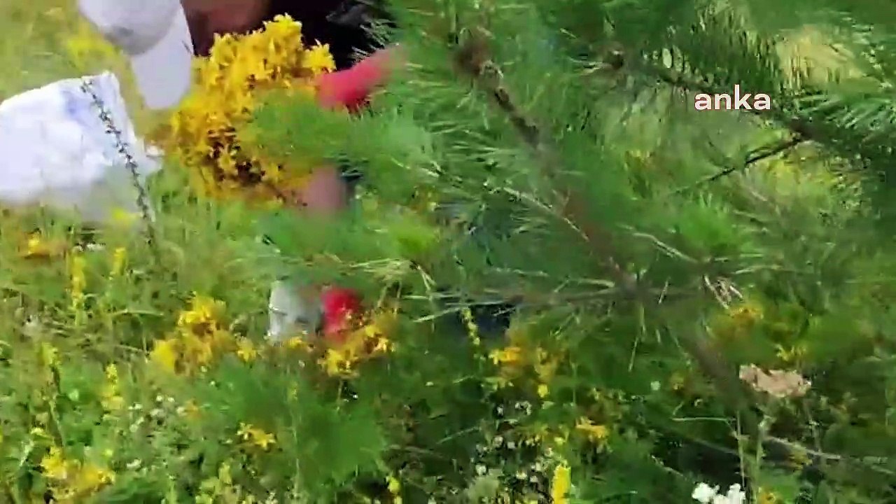 Artvin'de, Şavşat Belediyesi'nin Tarımsal Kalkınma Kooperatifi, Doğadan Toplanan Bitkileri İşliyor, Şavşat Ekonomisine Katkı Sunuyor