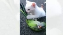 Amazing animal vs pet fight- Compilation of the cutest and funniest cat vines!