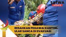 Resahkan Pegawai Kantor, Ular Sanca Di Evakuasi