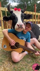 Cow Listens to Man Sing