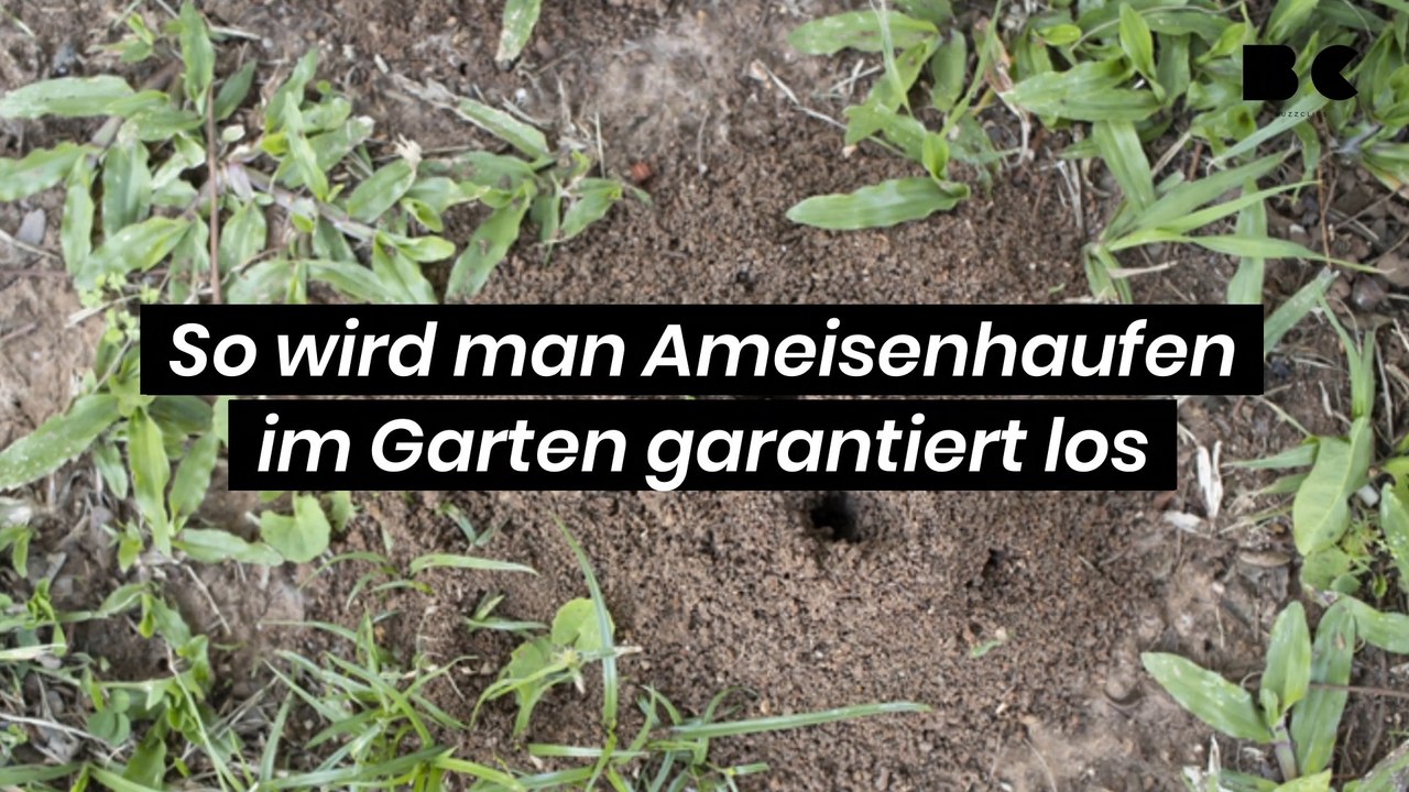 So wird man Ameisenhaufen im Garten garantiert los