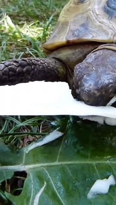 DONNE MOI ÇA OU JE TE CROQUE LES DOIGTS !!!