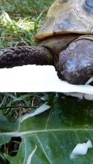 DONNE MOI ÇA OU JE TE CROQUE LES DOIGTS !!!