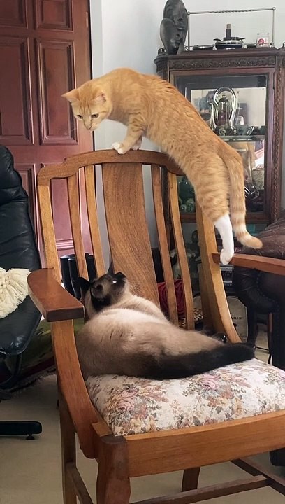 A Feline Faceoff