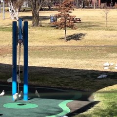 Parrots Love Playing on Large Teeter Totter