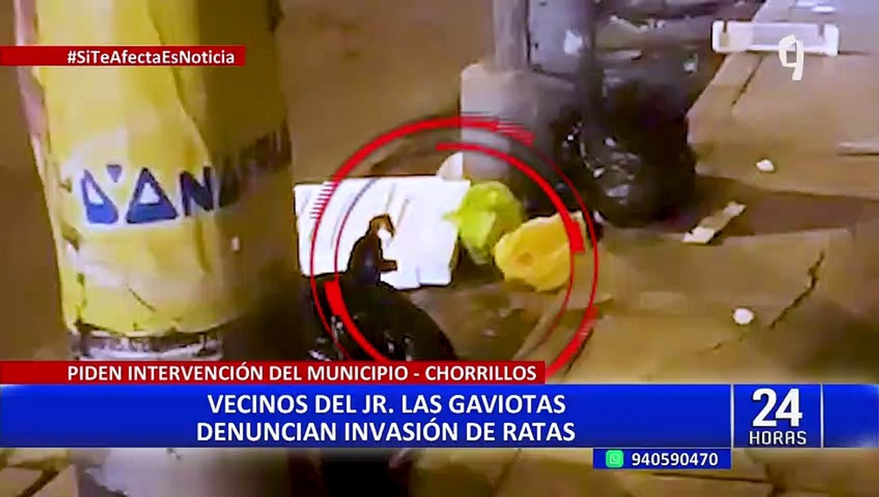 Plaga de ratas en Chorrillos: vecinos del jirón Las Gaviotas denuncian invasión de roedores