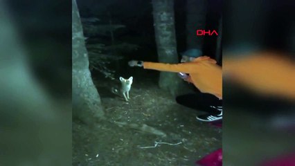 Il a nourri le renard qu'il a vu dans la forêt avec des boulettes de viande