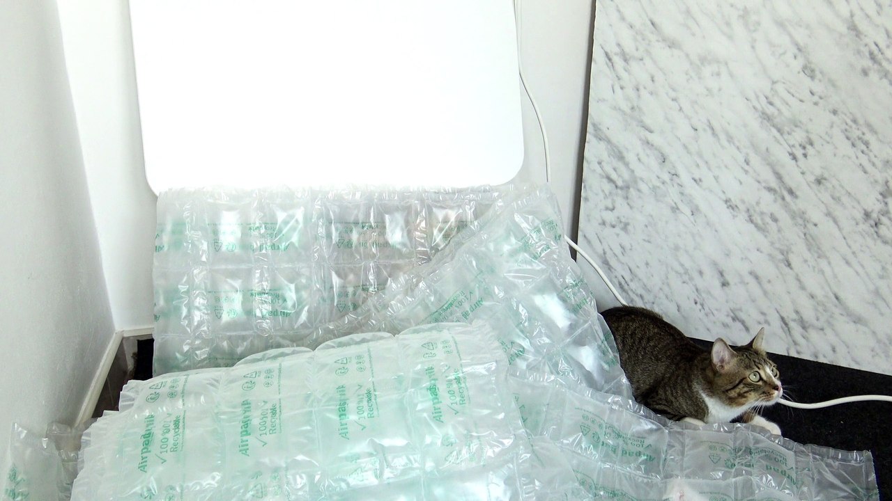 A Cute Sweet Cat (3)