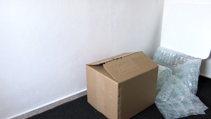 Sweet Funny Cat Loves to Hide (3)