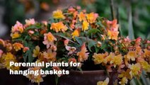 Best Plants For Hanging Baskets I Homes & Gardens