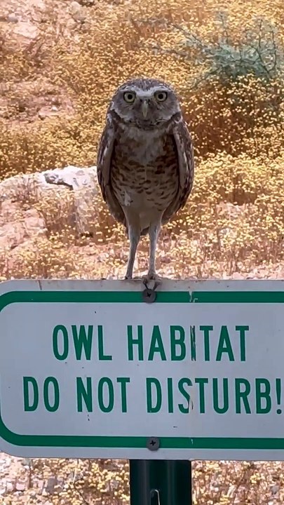 La chevêche des terriers utilise tout le langage corporel
