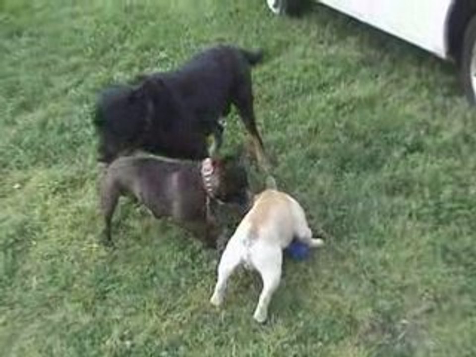 Willow,Nono&Kyzer au jardin