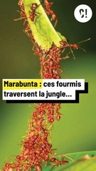 Des fourmis sans fourmilières !