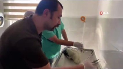 Güç sırasında yaralanan leyleklerin tedavisi tamamlandı