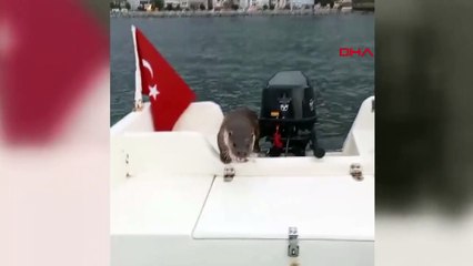 Yalova'da su samuru, balıkçı teknesine çıktı