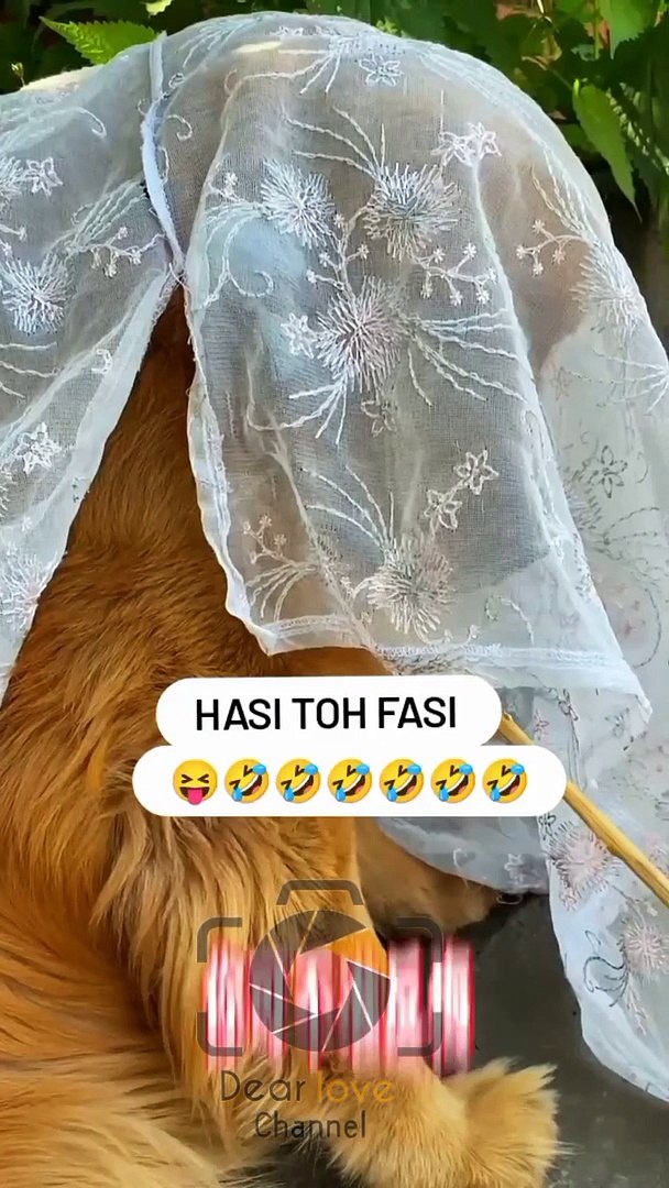 Dog shy || dog funny smile