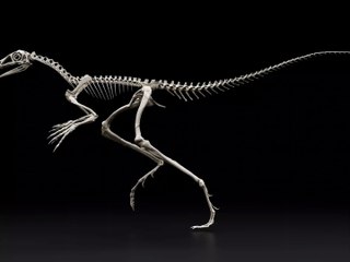 Descubren una pieza que ilumina el rompecabezas de los reptiles voladores