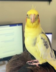 Cockatiel Coffee Time