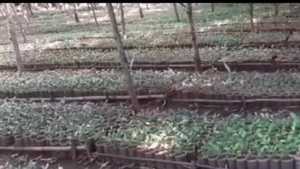 అల్లూరి జిల్లా: లక్ష్యానికి చేరువలో కాఫీ ప్రాజెక్ట్