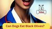 Can Dogs Eat Black Olives | Dog Food Review | Zudaan