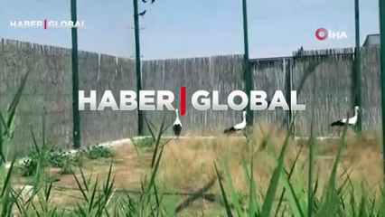 Tedavileri tamamlandı ve doğaya salındılar. 3 leyleğin tedavisi titizlikle sürdürüldü!