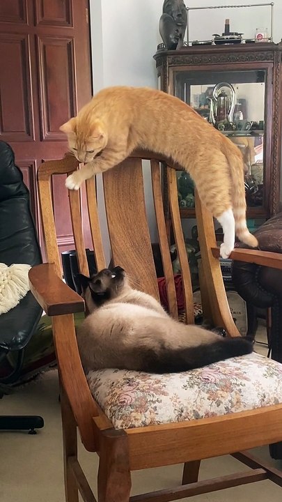 A Feline Faceoff