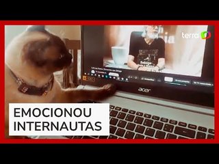 Gata 'procura' por tutor que morreu em computador, e cena emociona nas redes sociais