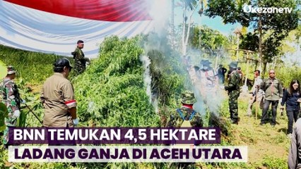 BNN Temukan 4,5 Hektare Ladang Ganja di Aceh Utara, 20 Ton Ganja Dimusnahkan