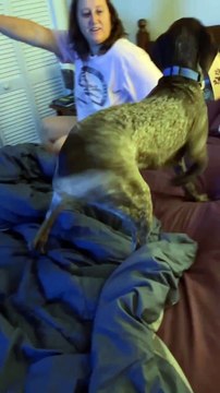 Chien veut un autre repas