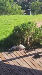 Le coq fait semblant d'être mort