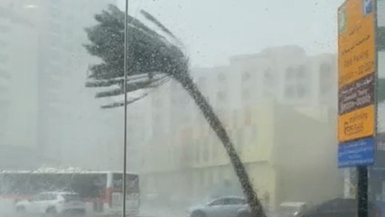 Palm tree bends and breaks from the pressure of heavy rain in Sharjah, UAE