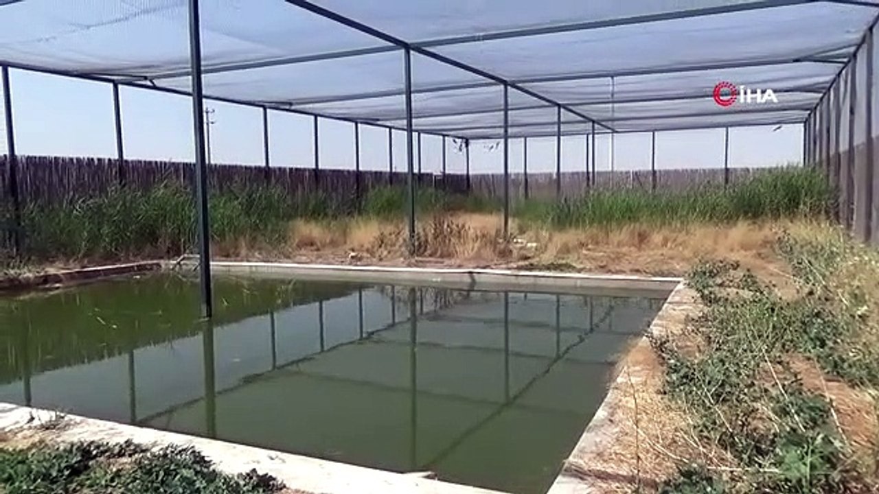 3 cigognes, dont les traitements étaient terminés, ont été relâchées dans la nature