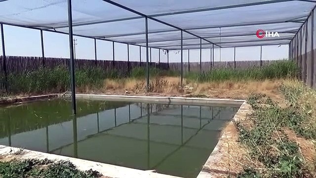 3 cigognes, dont les traitements étaient terminés, ont été relâchées dans la nature