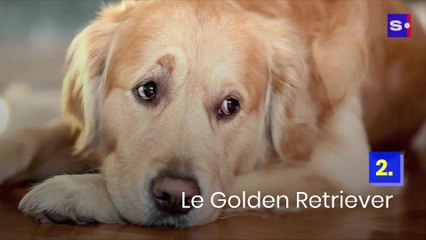 Animaux de compagnie : les meilleures espèces de chiens