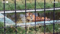 Baghdad, anche gli animali dello zoo soffrono i 50 gradi