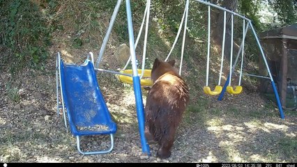 L'ours noir aime se balancer