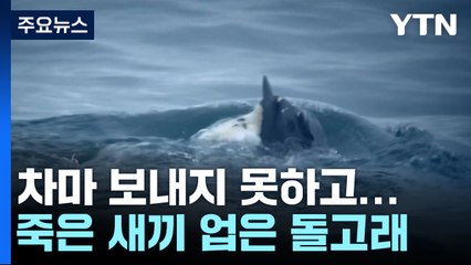 차마 보내지 못하고...죽은 새끼 업고 다닌 어미 돌고래 / YTN