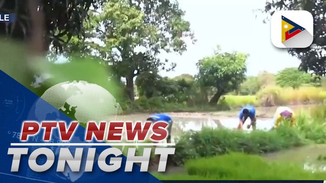 Lawmakers express concern over recommendation of DA to import rice
