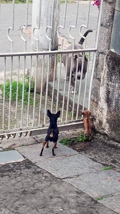 Les petits chiens chassent le gros chien