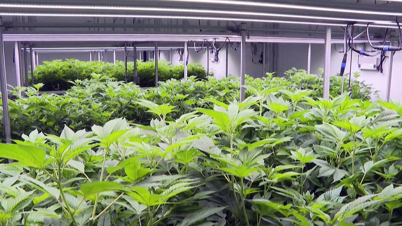 Kurz erklärt: Eckpunkte des geplanten Cannabis-Gesetzes