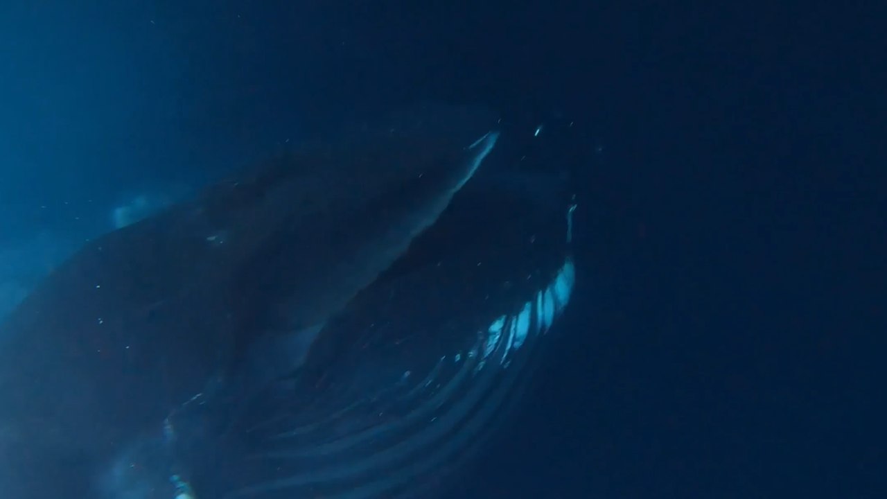 Divers Have Up-Close Encounter With a HUMPBACK WHALE