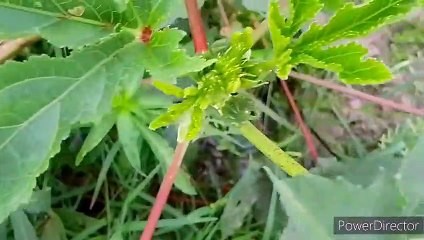 বাংলা চটি: গোপনে দেখুন লাগানোর রোমাঞ্চকর গল্প 🔥