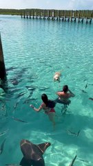 Les requins nourrices nagent avec un chien